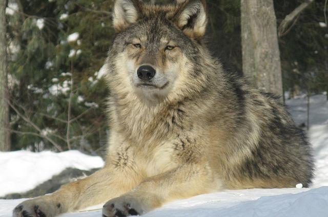 Rewrite of species-protection law seen in move to take wolves off the U.S. list t