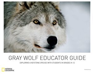 Gray Wolf Guide