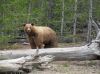 Utah Killing bears