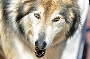  Let wolves 'determine their own suitable territory' 