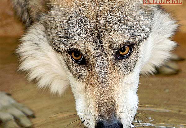 Mexican red Wolf