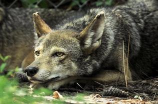 Help protect the red wolf