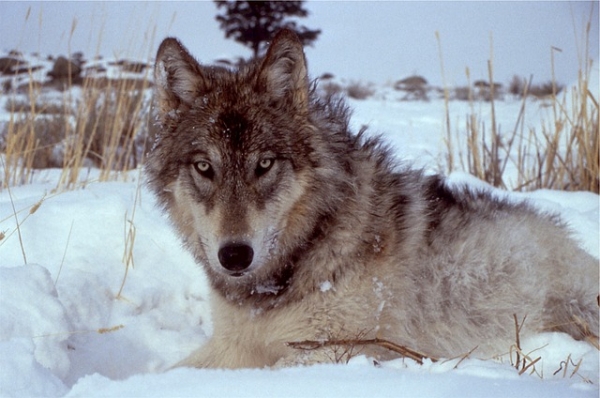 Protect Wolves for future generations