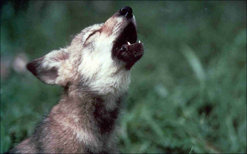 Will endangered species status help the Mexican gray wolf? 