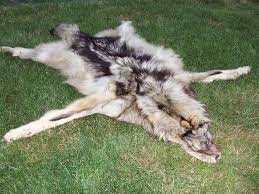 Montana Fish, Wildlife & Parks :: New Tags Allow Wolf-Pelt Transport To Canada