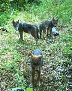Washington State's wolf population rising 
