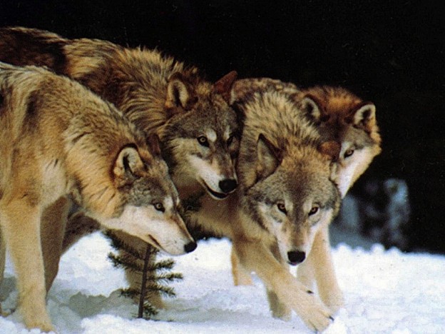 Protect The Wolves