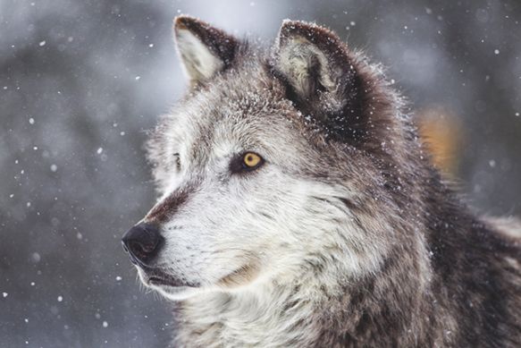 State officials are asking the public to report potential tracks or sightings of gray wolves in Northern Michigan during a month-long survey that starts Monday, Feb. 16. Though state Department of Natural Resources officials say the probability of seeing a wolf or tracks is low, they plan to conduct the study through March 13
