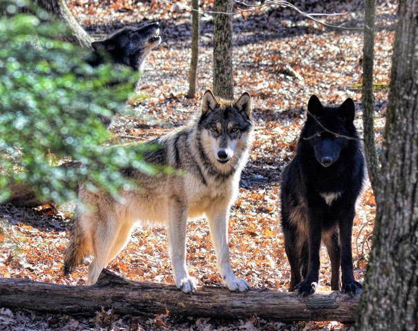 KINGSPORT — The new wolf pups at Bays Mountain Park are growing up fast. In fact, to the average visitor, the 10-month-old wolves probably look just like any other wolf in the habitat.