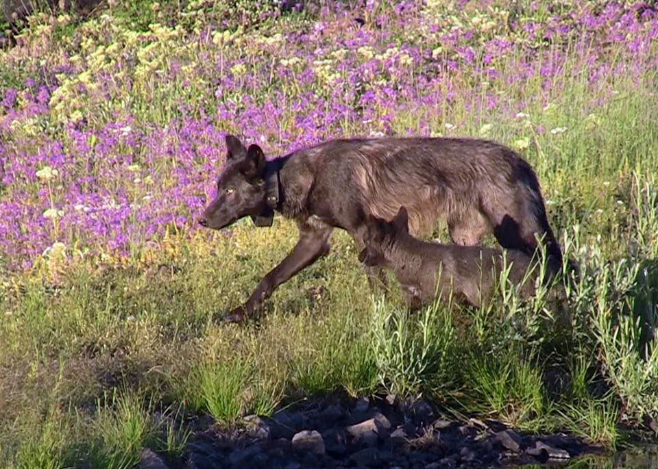 Oregon Wolves not recovered yet