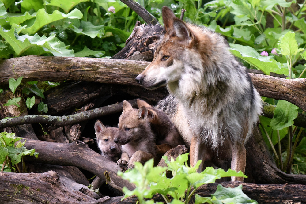 Mexican Gray Wolf, Mexican Gray Wolves
