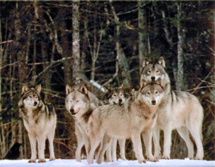 Isle Royal Wolves need action