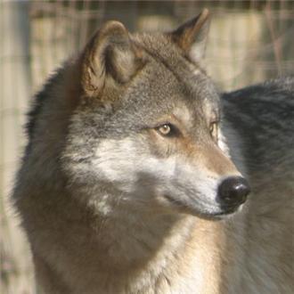 Wolves kept from endangered species list again