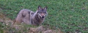 The wolf has returned to Germany and along with it, ages old fears. But these worries are unfounded, argues Italian biologist Luigi Boitani, who has studied the creature's return across Europe.