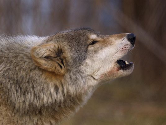 Swaech Yellowstone Wolves Here