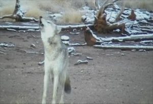 Protect Wolves IN Idaho