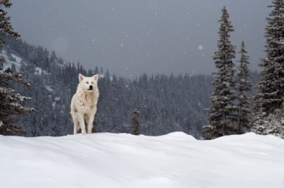 Help Rare Alaskan Wolves