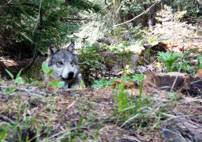 Oregon Wolves on the move
