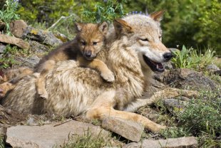 Protect New Mexico Wolves