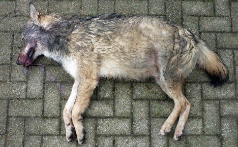 Dead german wolf