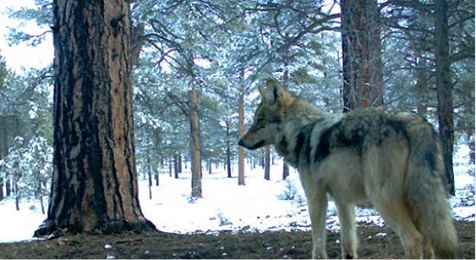 Wolves Belong in Colorado