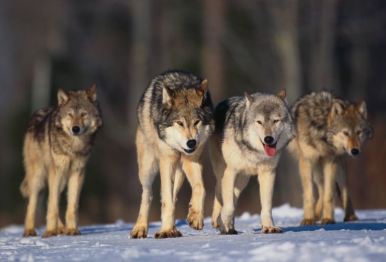 ESL Protection for Wolves