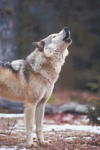 Protect The Wolves in Wyoming