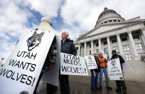 Restore wolves to Utah and Colorado