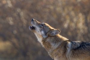 Gray Wolf Facts: Profile of the Gray Wolf Species