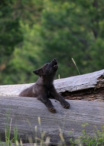 Help Protect Oregon Wolves