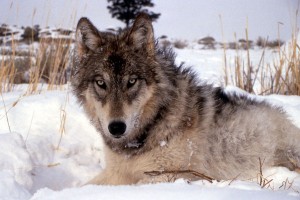 Protect Wolves in California