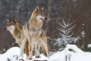 kick ranchers out of Colorado not wolves