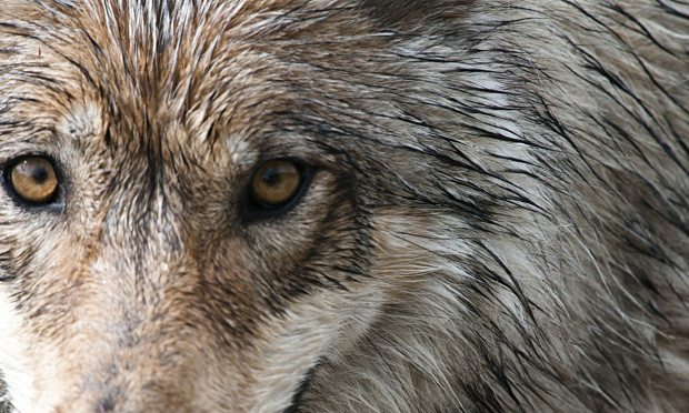 Speak Up For California Wolves
