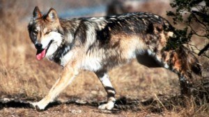 Restore Mexican Gray Wolf to Colorado
