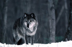 Restore Wolves in Britain