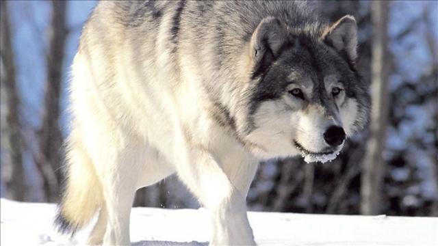 Idaho collars wolves instead of Elk