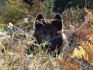 Protect Wolves In Oregon