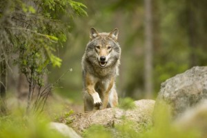 Wolves in Sweden