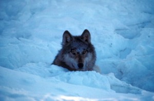 protect Southeast wolves
