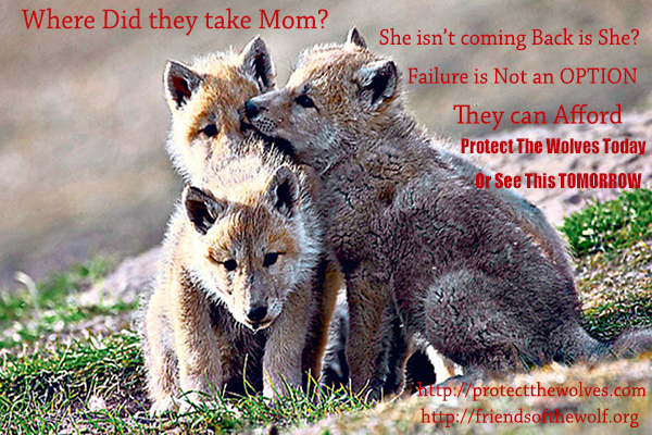 Stop Killing wolves in Idaho