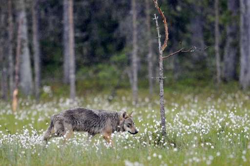 Finland Wolves loosing Battle