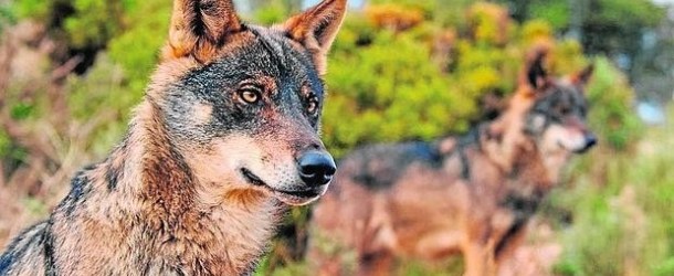 Wolves in The news
