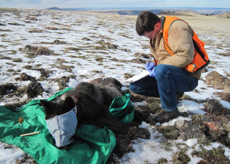 Protect Oregons Wolves