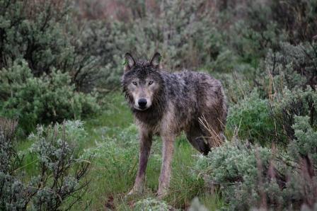 Oregon Wolf Bill