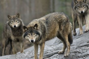 Wolf Howl Standard