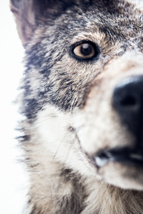 Protect Wolves in Wisconsin