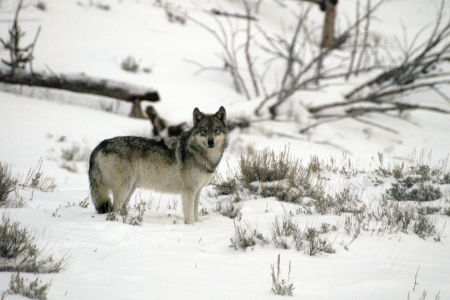 Wolves in Yellowstone