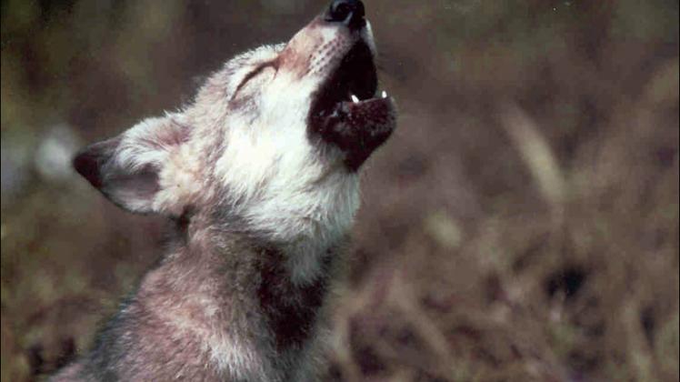 Restore Mexican Gray Wolves to California