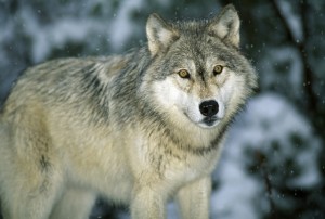 Protect Wolves on ESL