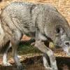 Protect Red Wolves